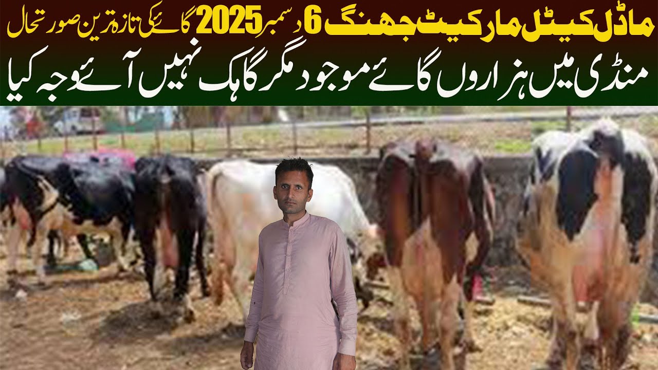 Cow Mandi Pakistan Latest Update | Australian Friesian Jersey Friesian | Malumor Mandi | Jhang Mandi