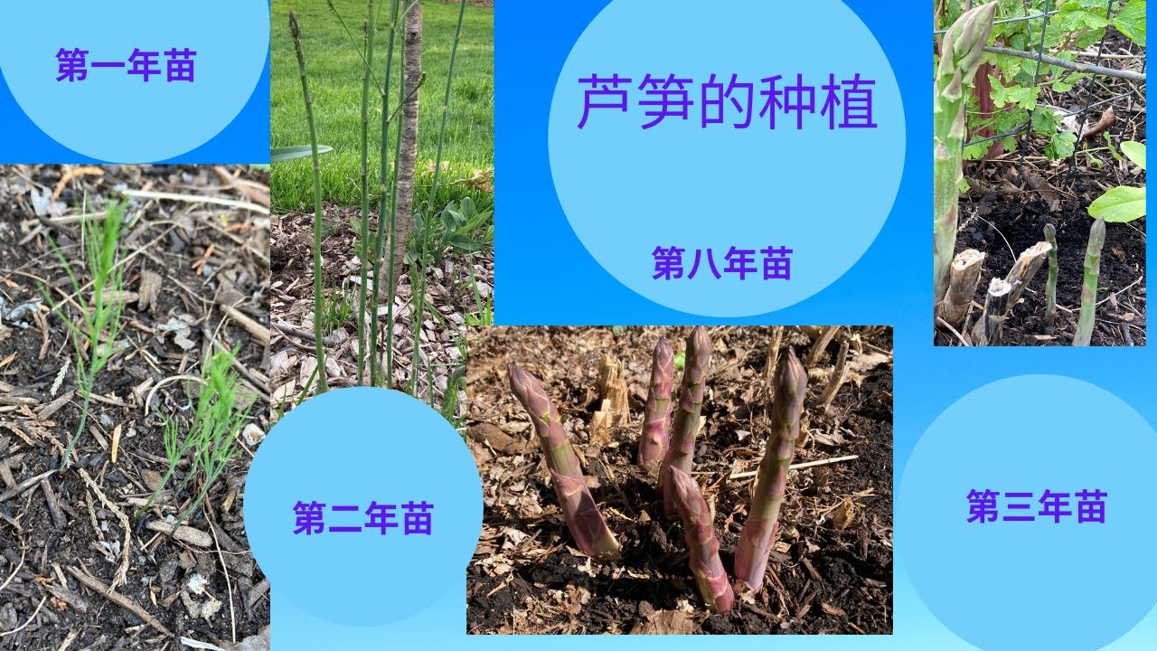芦笋的生长历程（一年，两年，三年，八年）Asparagrus's growing