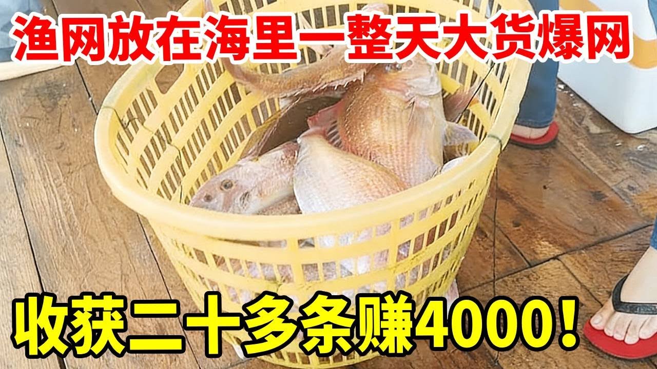 渔网放在海里一整天大货爆网，一连收获二十多条，直接回去卖鱼