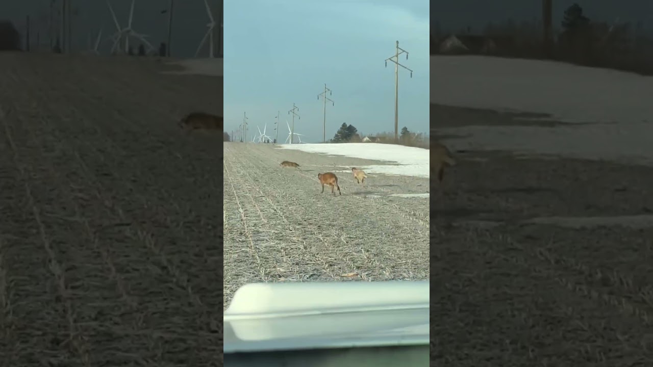 Don’t blink💨🔥 (Coyote Hunting With Dogs)