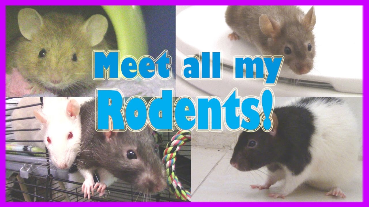 MEETING ALL MY RODENTS!(MY PET RODENT COLLECTION)  -Pet Adventures