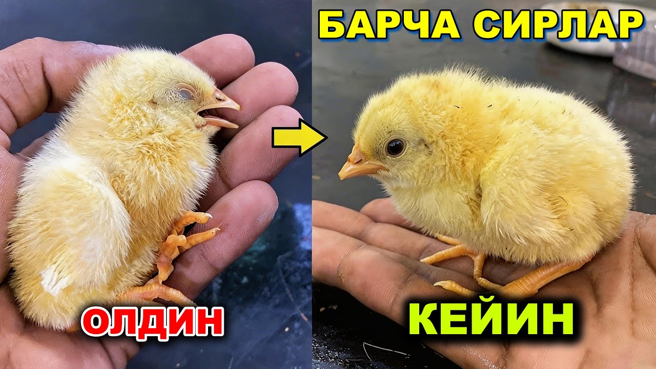 1 ОЙДА ТОВУҚ ҚИЛИШ СИРИ: Жўжа боқишда янги технология 2026.