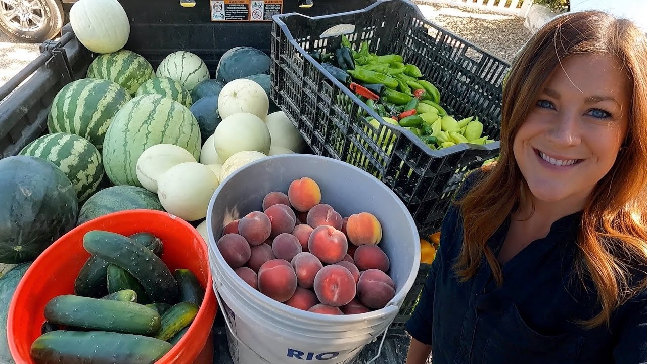 Большой урожай позднего лета! 🙌🍉🍑🍈🍅🌶🥒 // Garden Answer