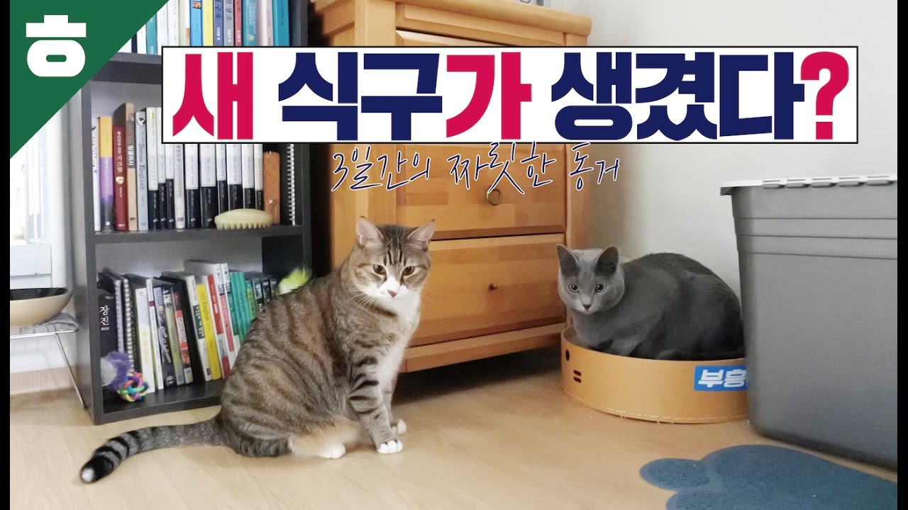 구름이에게 친구가 생겼어요! 3일간의 짜릿한 동거 [햄튜브]