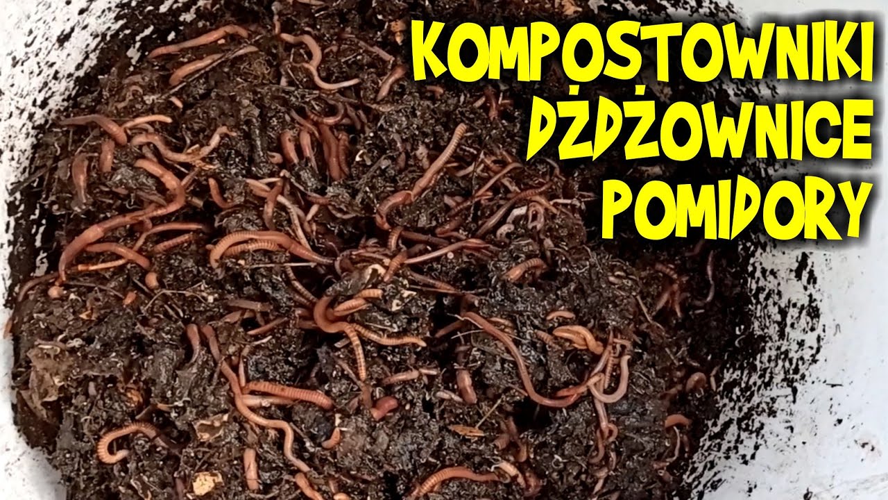 DŻDŻOWNICE, kompostowniki i pomidory w gruncie - sadzenie.