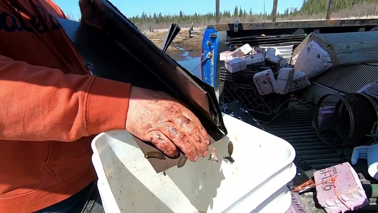 Leeches and Bait Fish: Spring Harvesting