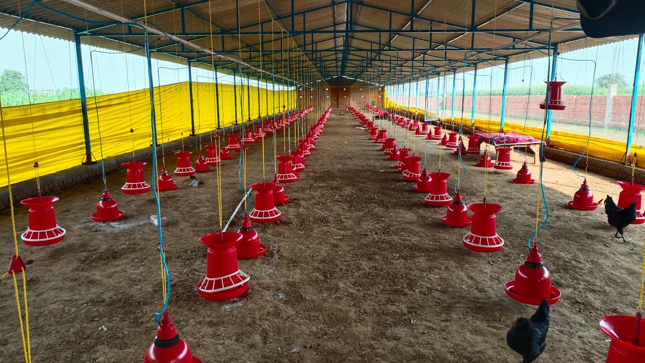30×200ft Normal Poultry farm construction|4500 मुर्गे का फार्म बनाने में कितनी लागत आती है?|