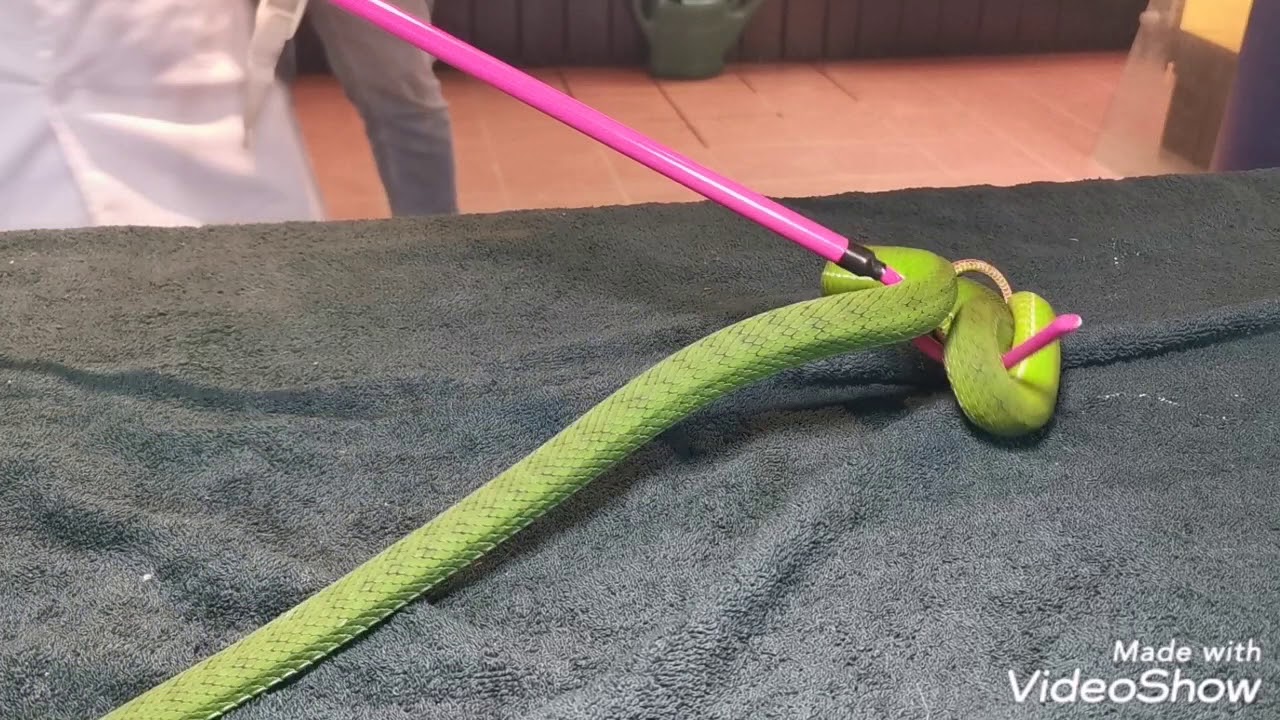 Venom extraction Trimeresurus gumprechti female