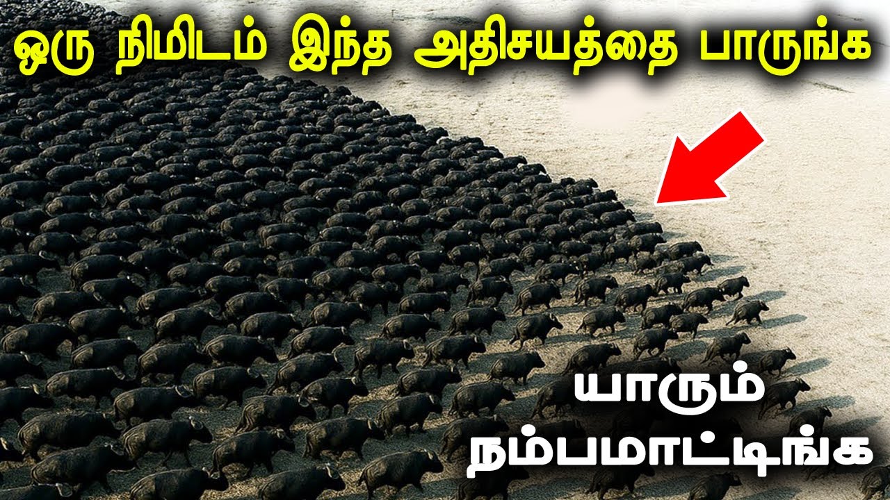 கேமராவில் பதிவாகலனா யாரும் நம்பமாட்டிங்க ! அடுத்த நிமிடம் நடந்த அதிர்ச்சியை பாருங்க ! #tamil
