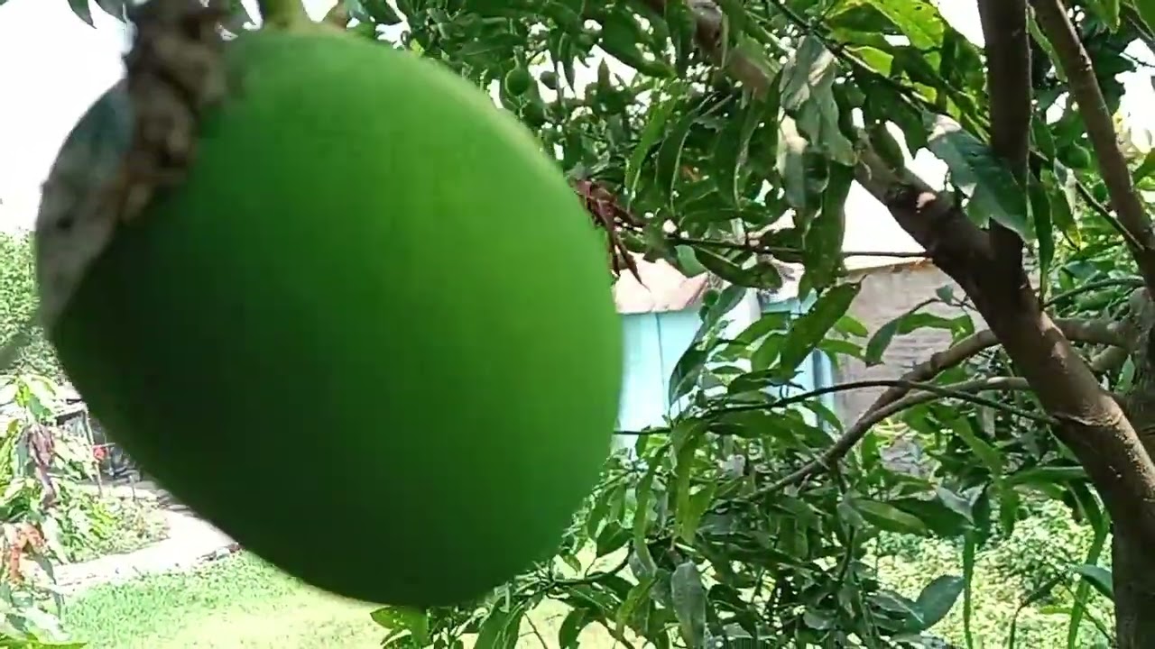 hamro sakash || हाम्रो शकास #sakas#sakash