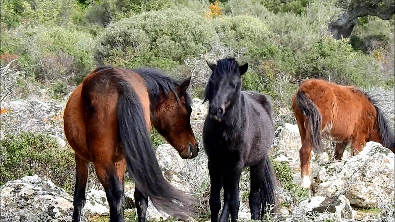 Wild Horses - Giara - Gesturi, Sardegna