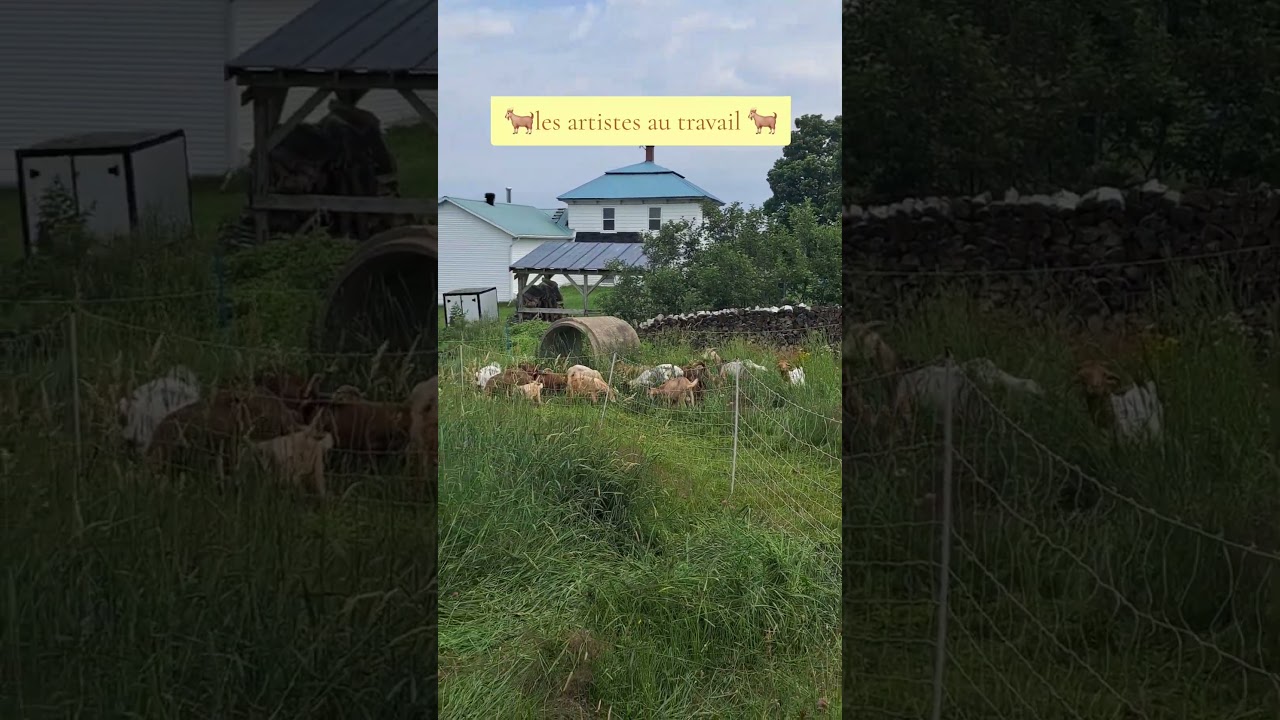 #ch&egrave;vres #goat #production #farming #viande #farm #animals #kiko #farmlife #&eacute;copaturage #gazon