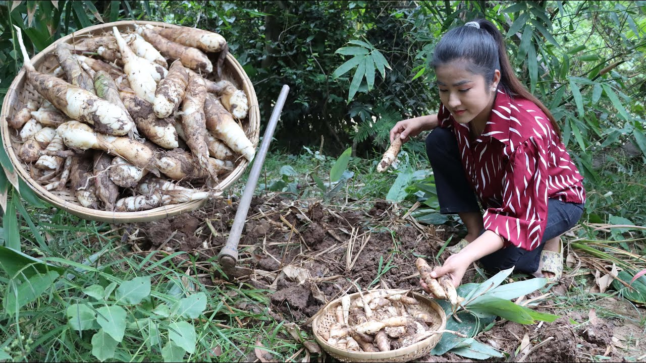 Have you ever grown Arrowroot at home? / Harvest arrowroot for my recipe / Cooking with Sreypov