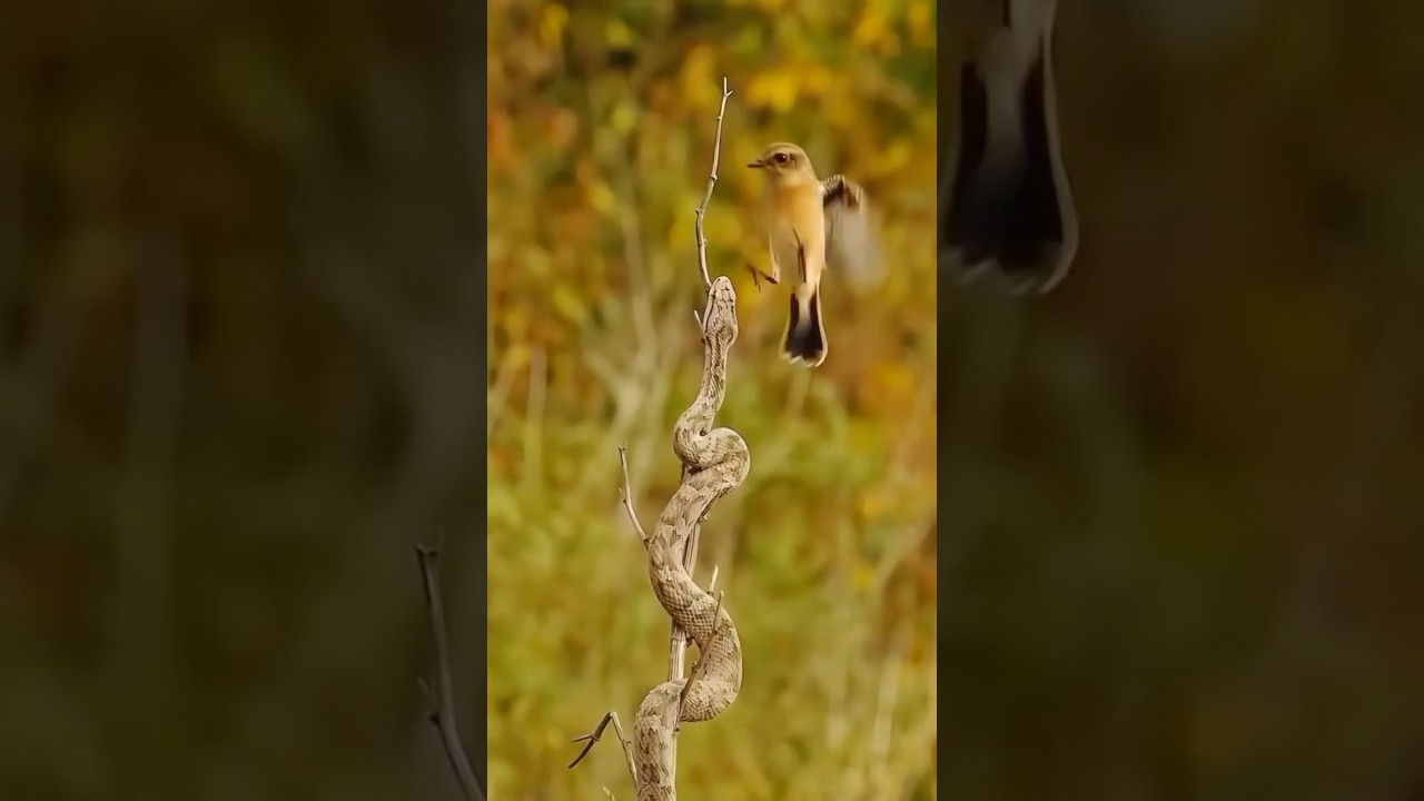 Snake and Bird in Nature&rsquo;s Circle of Life | Rare Wildlife Moment  #Amazingbirdw