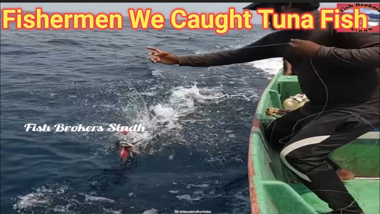 Fishermen We Caught Tuna Fish, King Fish, & Bonito Fish in The Deep Sea
