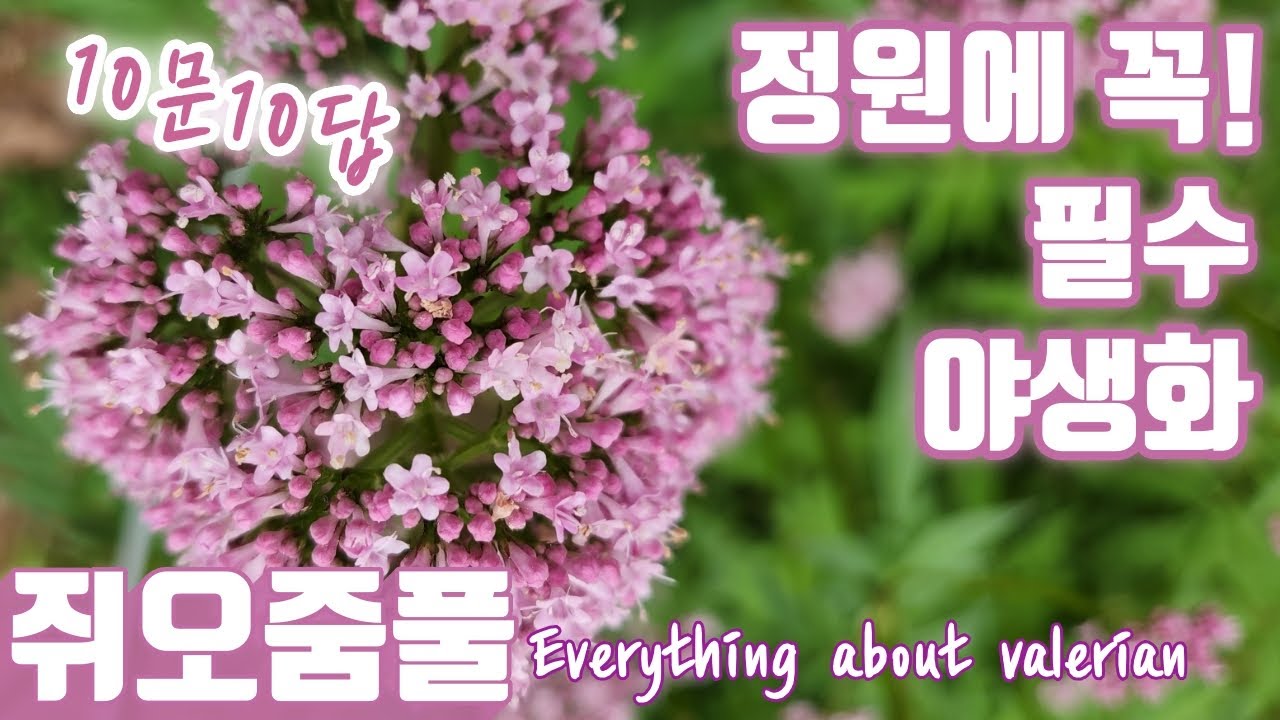 정원 필수 야생화 쥐오줌풀 | 10문 10답 | Q&A | 봄 정원에 들이기 가장 좋은 야생화 | Everything about valerian