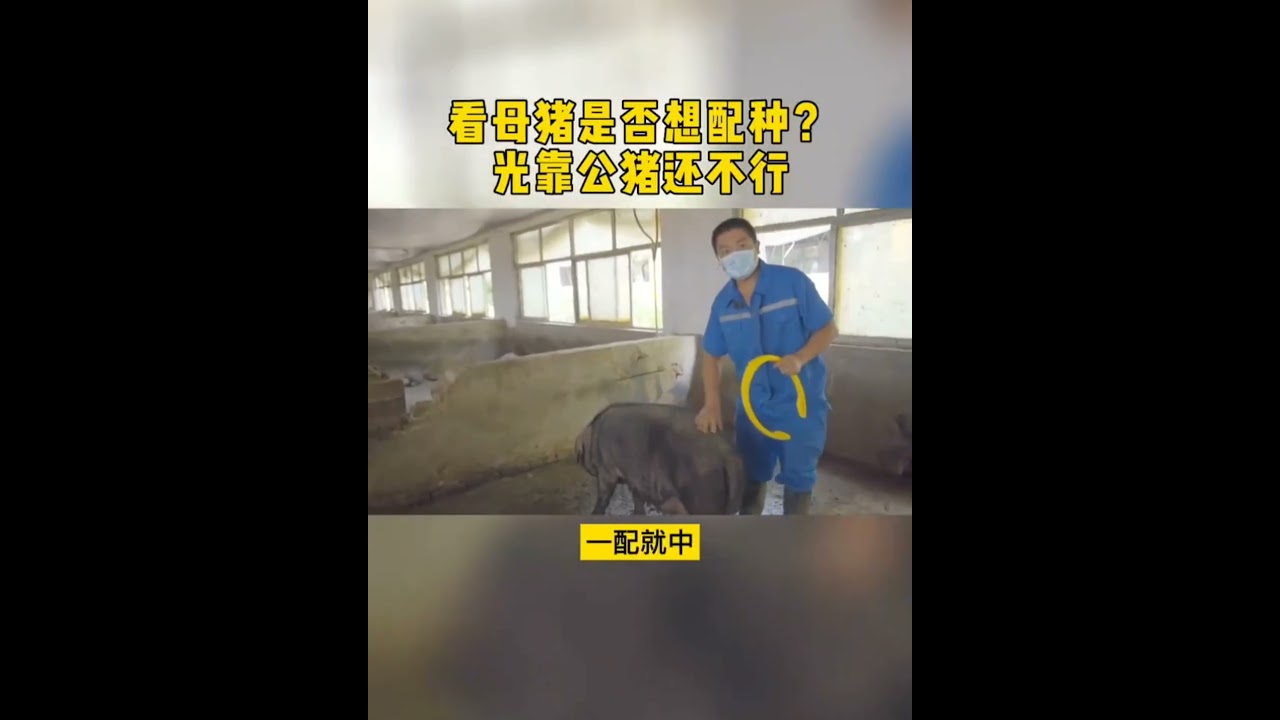 看母猪是否想配种，光看公猪还不行#猪