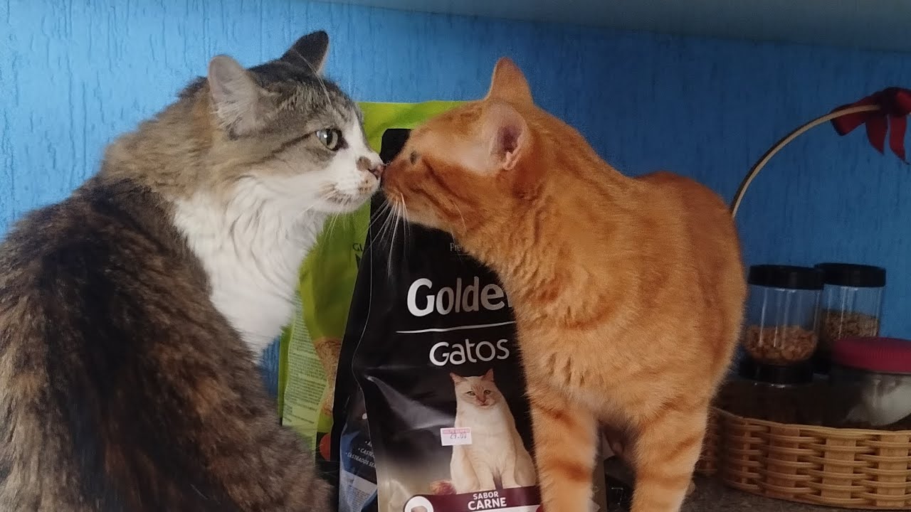 A rotina com 2 gatos em casa | Sol e plantas | Vlog silencioso #cozy #pets #gatos #cat 