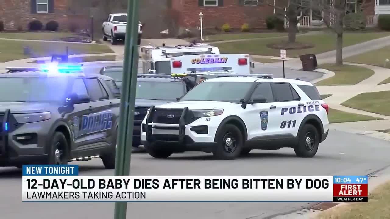 12-day-old baby dies after being bitten by dog, coroner says