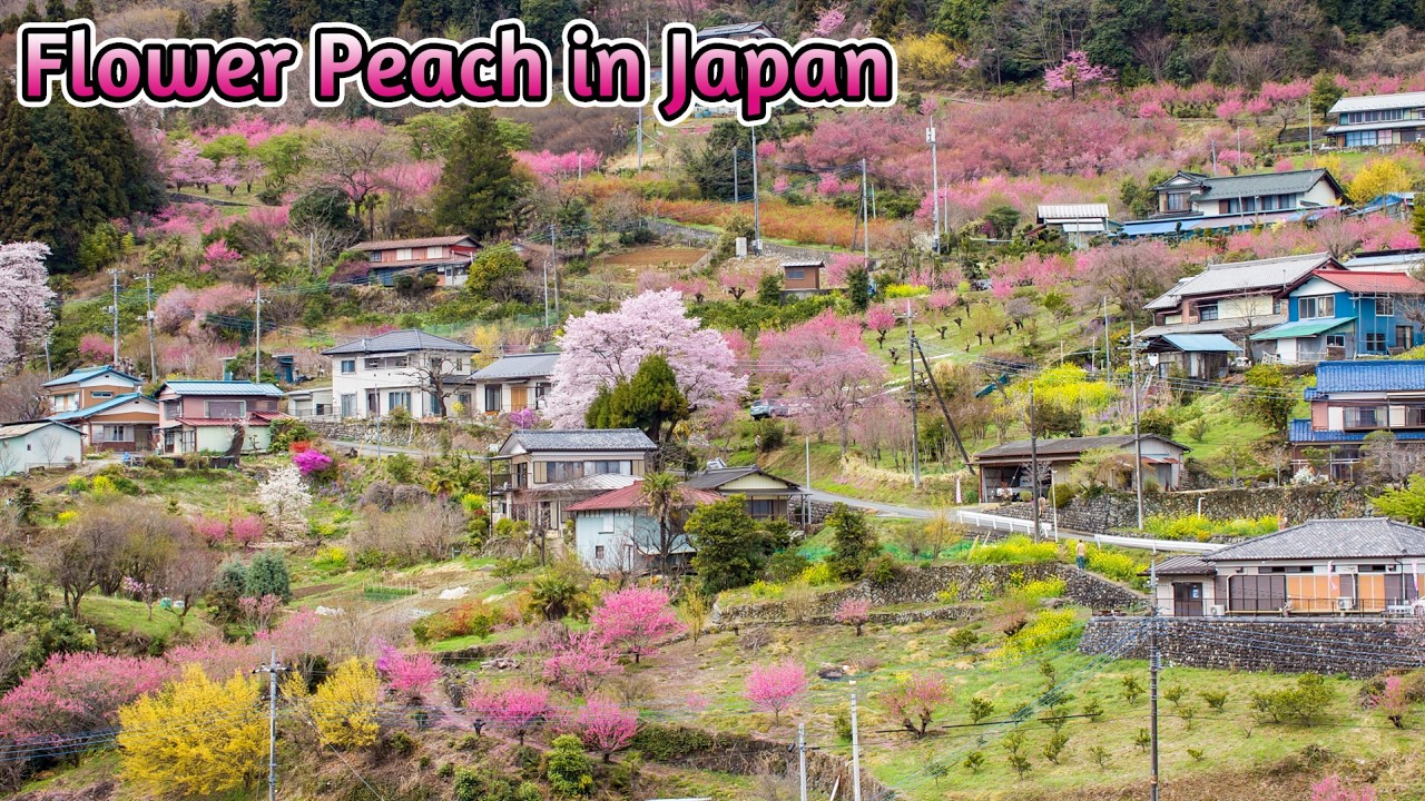 Flower Peach in Japan【2025】｜花桃の郷【東秩父村】・小川町の桃源郷・安楽寺【青梅市】