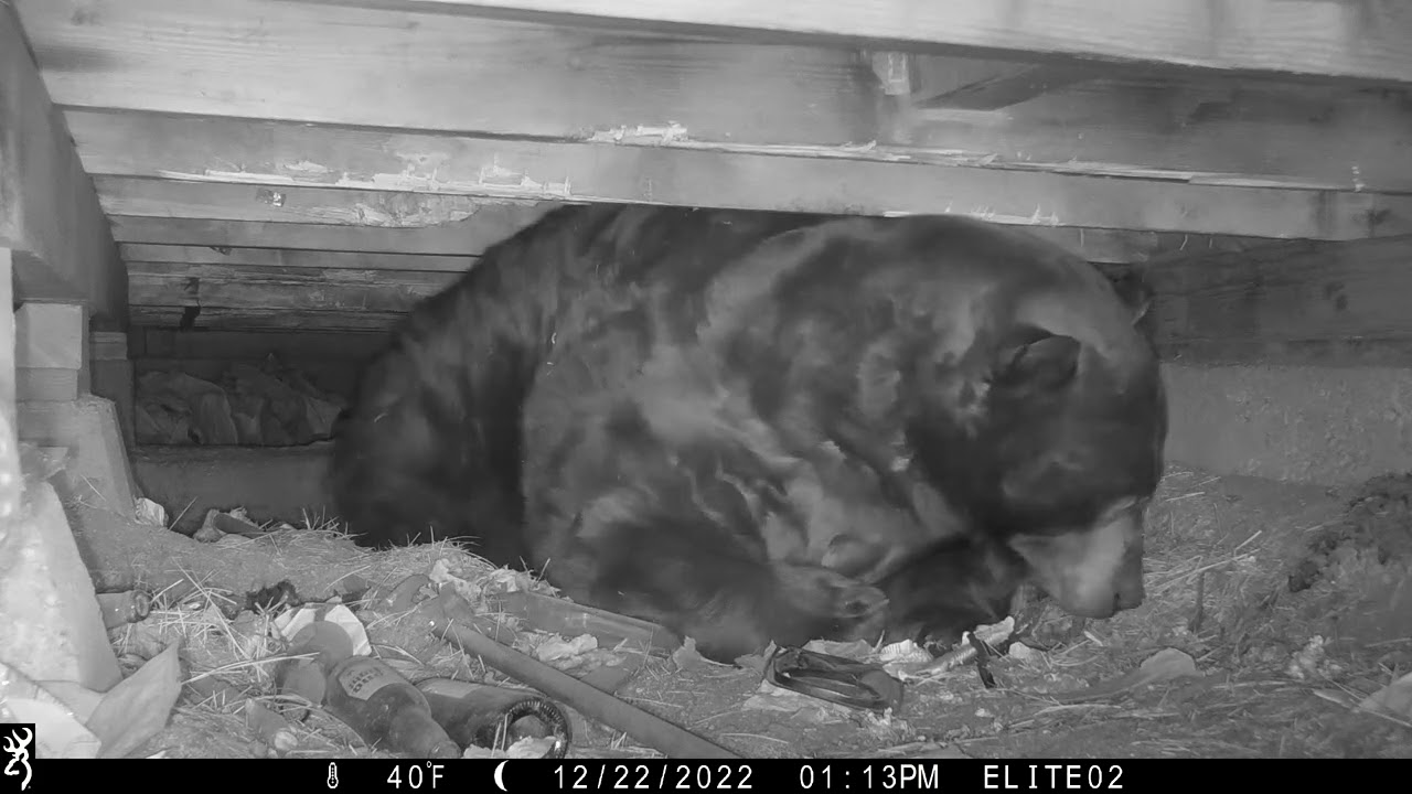 Bear Shuffles Around Crawl Space Under Property