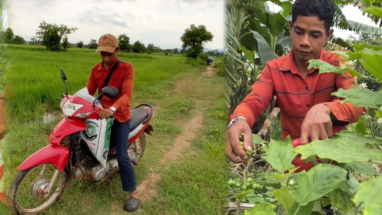 កាងារប្រចាំថ្ងៃពូរ៉ា
