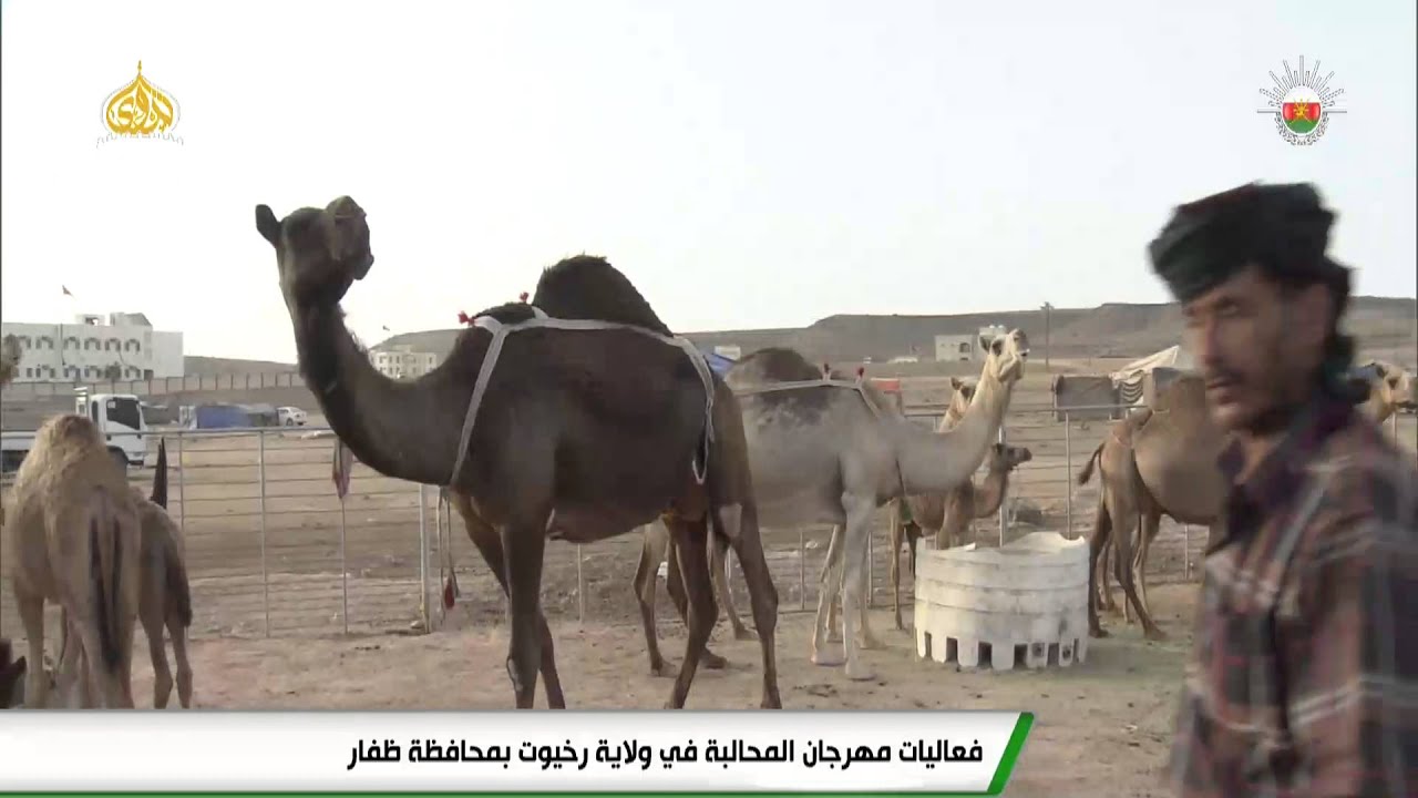 فعاليات مهرجان المحالبة في ولاية رخيوت بمحافظة ظفار