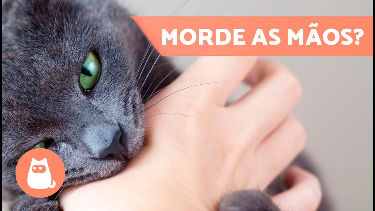 Por que os GATOS MORDEM as MÃOS? 🐱✋🏻 (5 Motivos)