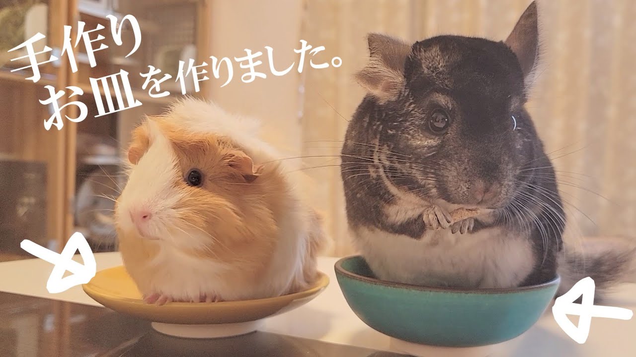 モルモットとチンチラのお皿と飼い主