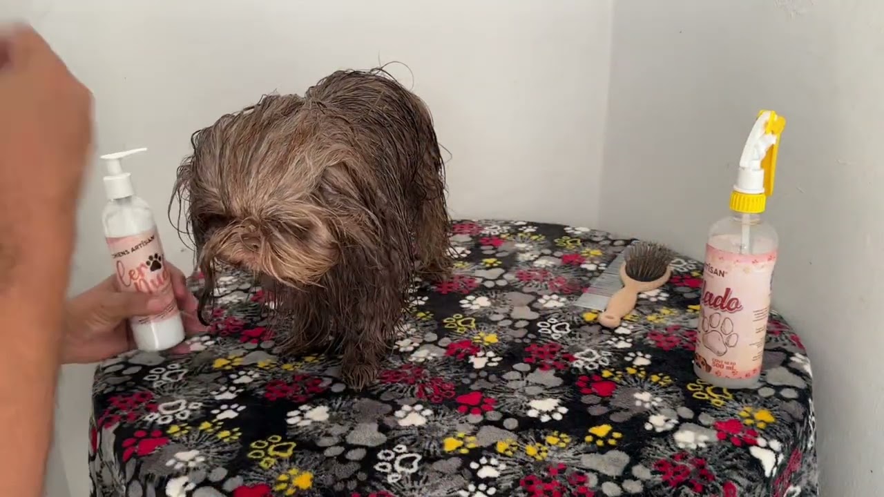 Como ELIMINAR los NUDOS a tu Shih Tzu con CHIENS ARTÎSAN