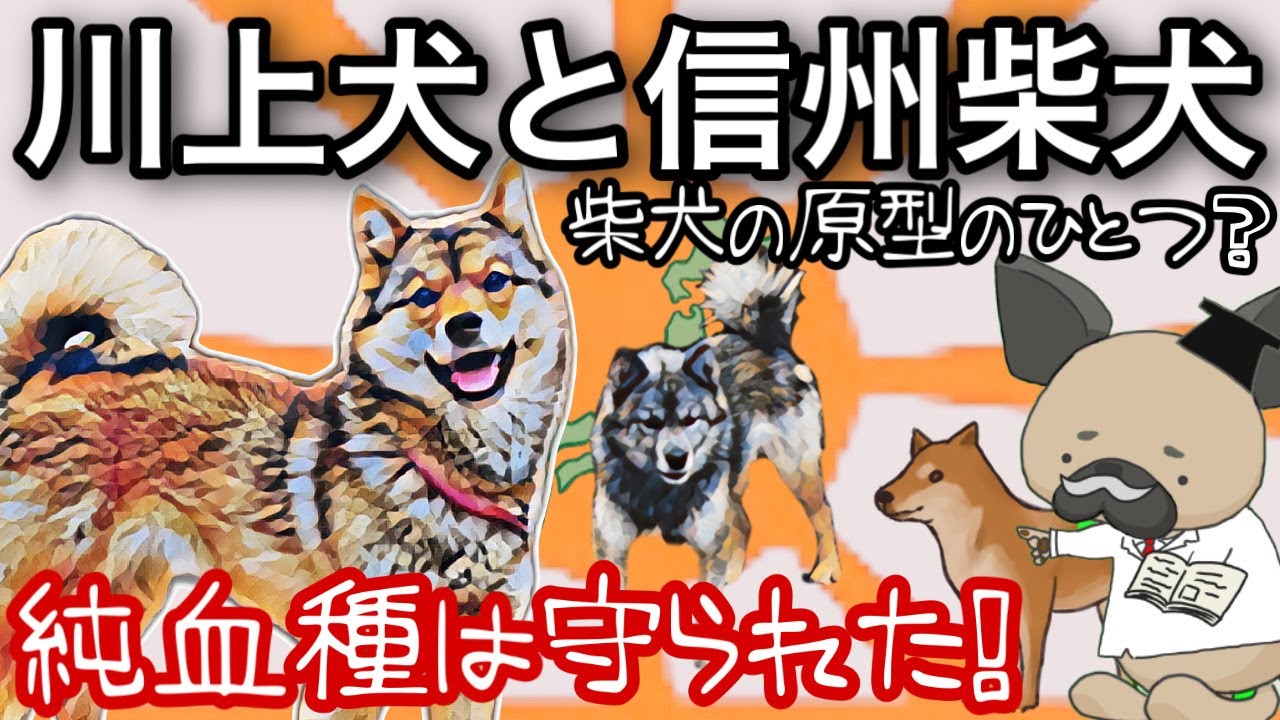 川上犬と信州柴犬〜柴犬の原型のひとつ？〜純血種はこうして守られた！