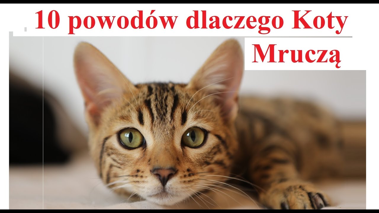 10 powodów dlaczego Koty Mruczą