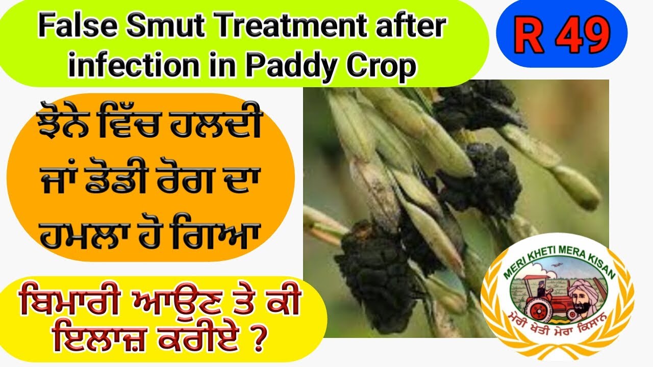 False Smut in Paddy Crop (ਝੋਨੇ ਵਿੱਚ ਹਲਦੀ ਰੋਗ ਆ ਗਿਆ , ਹੁਣ ਕੀ ਕਰੀਏ) Shergill Markhai