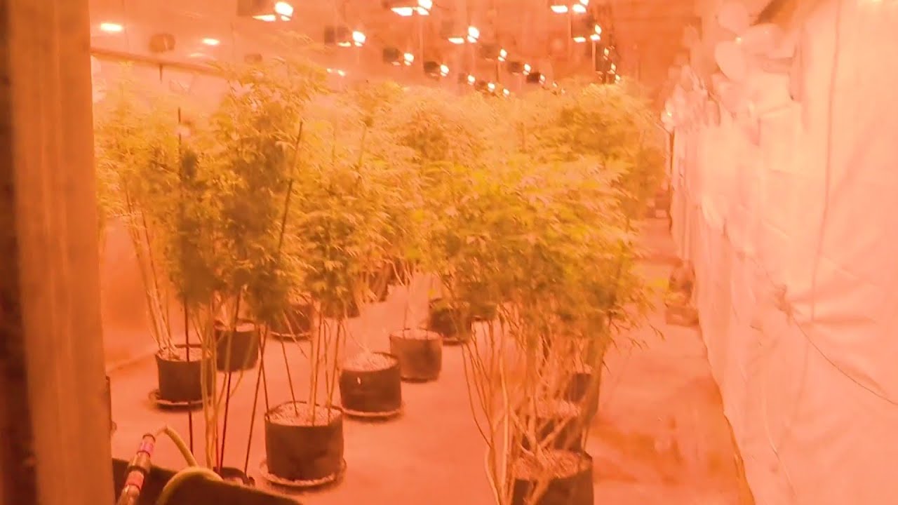 Watch police saw through lock, pry open doors to bust marijuana grow operation in Detroit