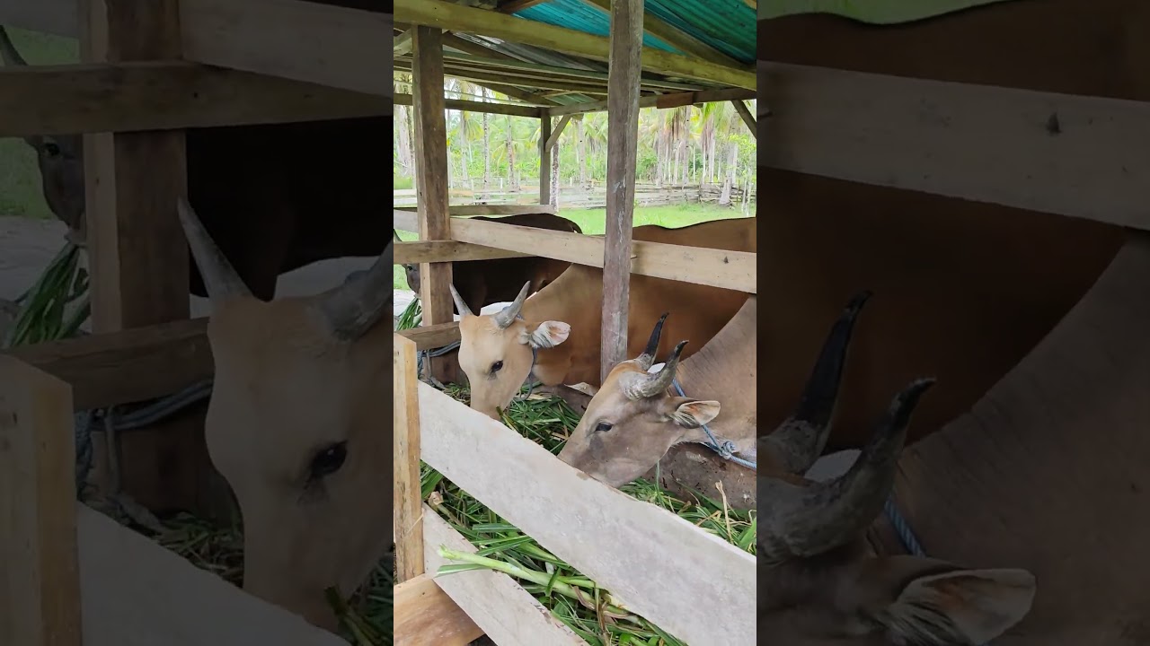 penggemukan sapi bali