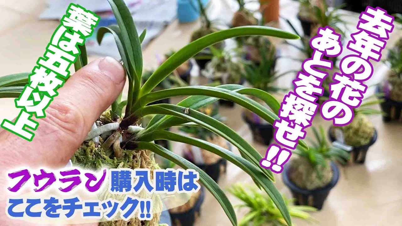 【園芸】来年も必ず咲くフウラン（風蘭）の選び方！展示会で安くて良質な株を手に入れよう【咲くやこの花館】