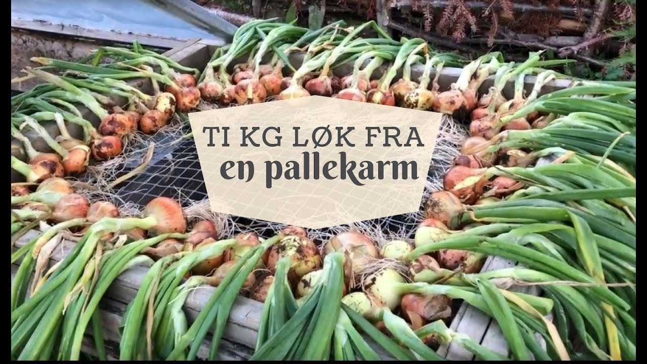 Ti kg l&oslash;k fra en pallekarm