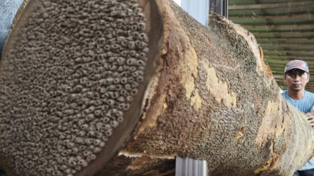 Everlasting Wood || Hard to Predict Since It Was Cut at the Sawmill