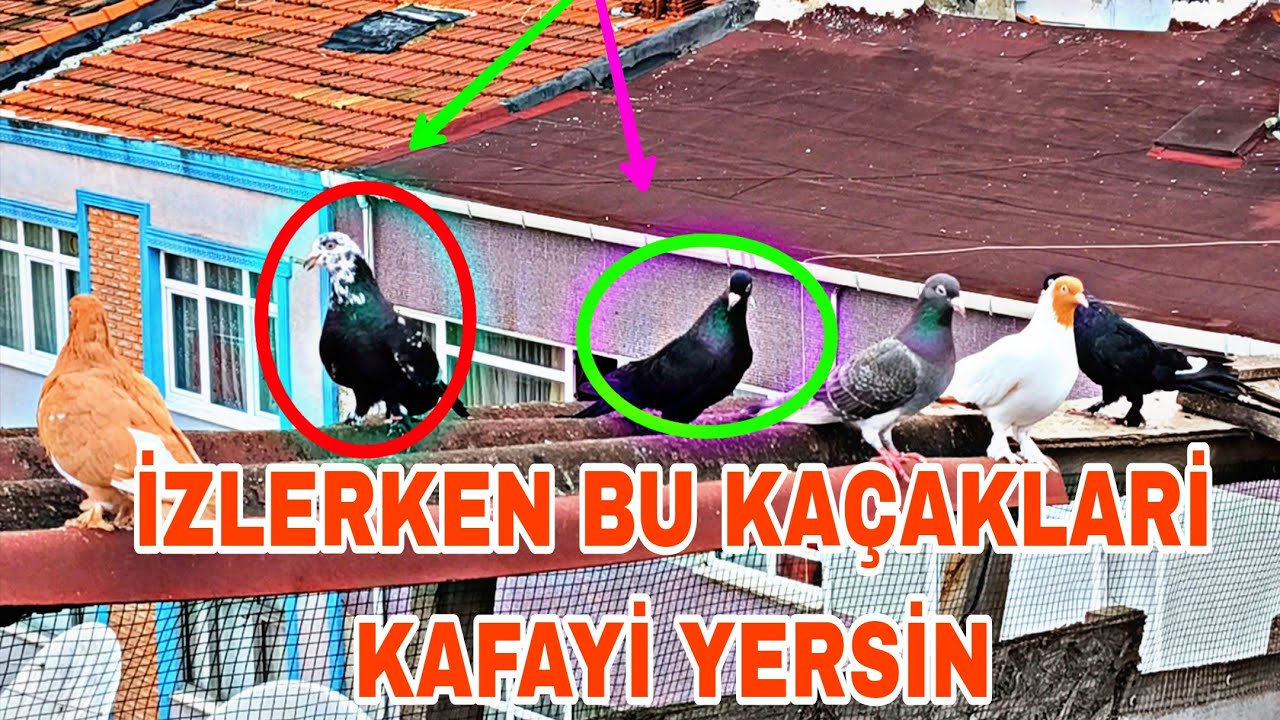 İZLERKEN BU KAÇAKLARİ KAFAYİ YEME HAZİR OLUN BEN BİLE SOKTAYİM 😲😲