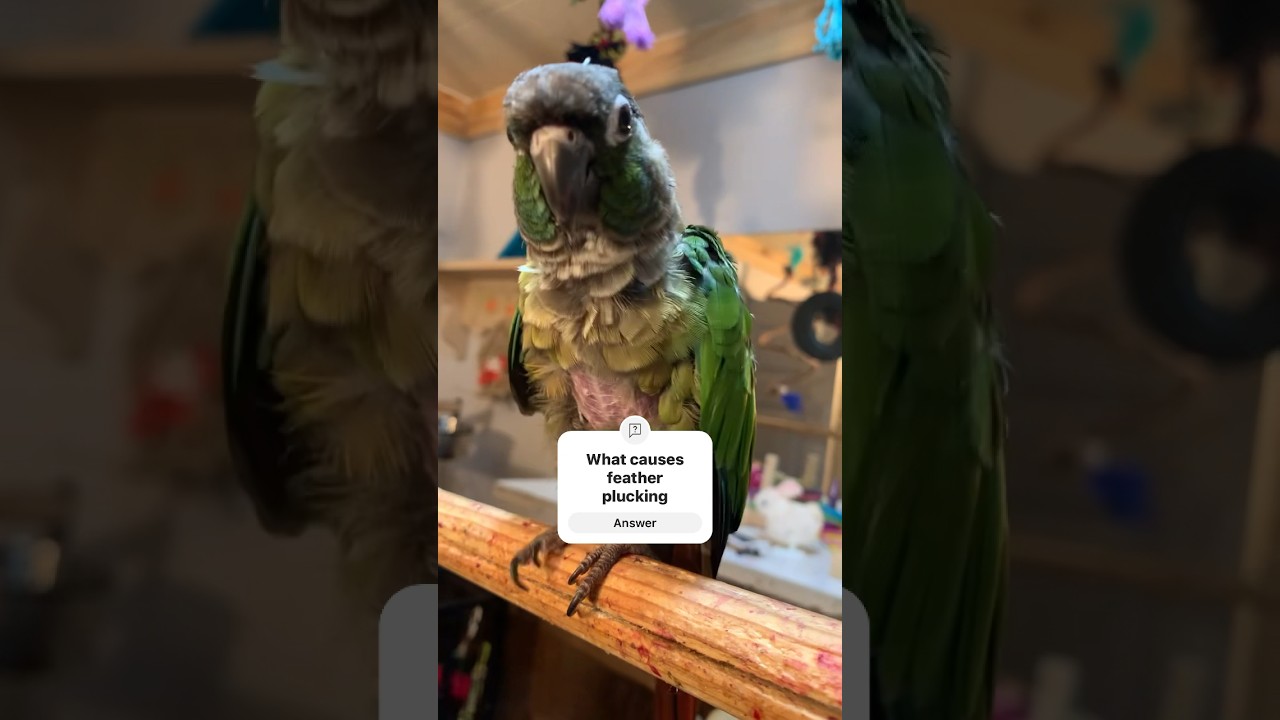 What Causes Feather Plucking