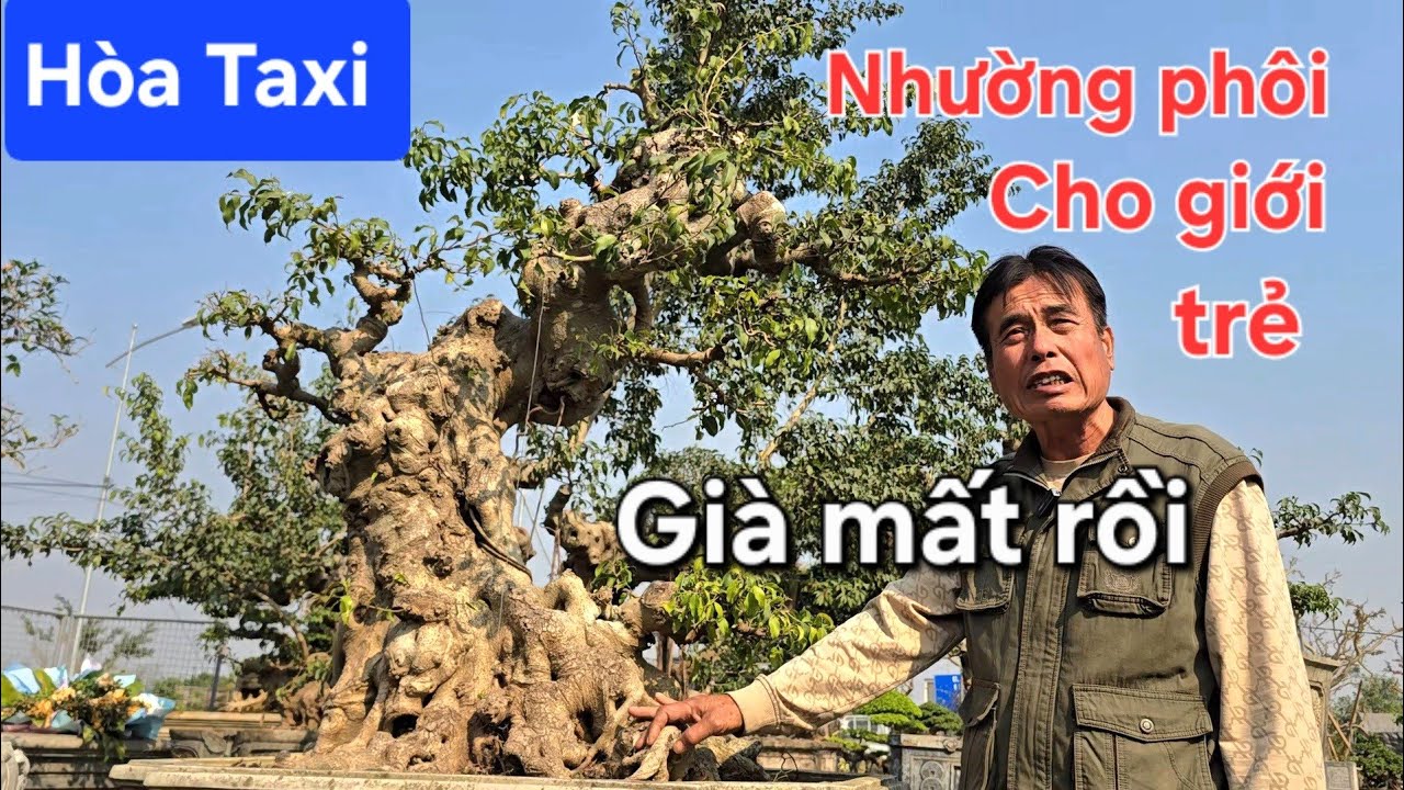 Chú Hòa Taxi nhường hết phôi cho giới trẻ. Già mất rồi 