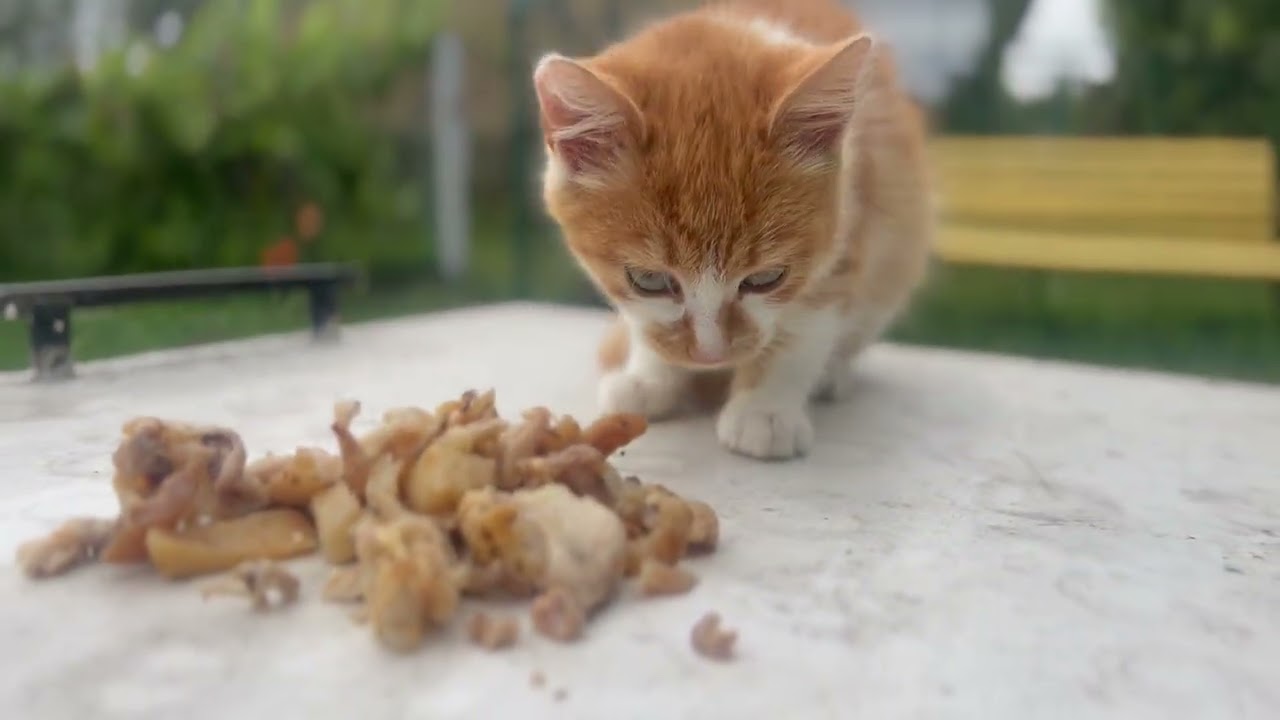 Котик маленький їсть мясо 