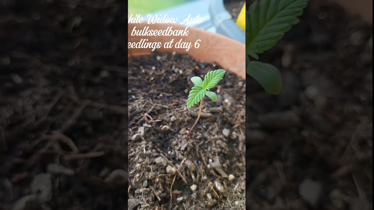 white widow auto day 6 |Fensterblatt|
