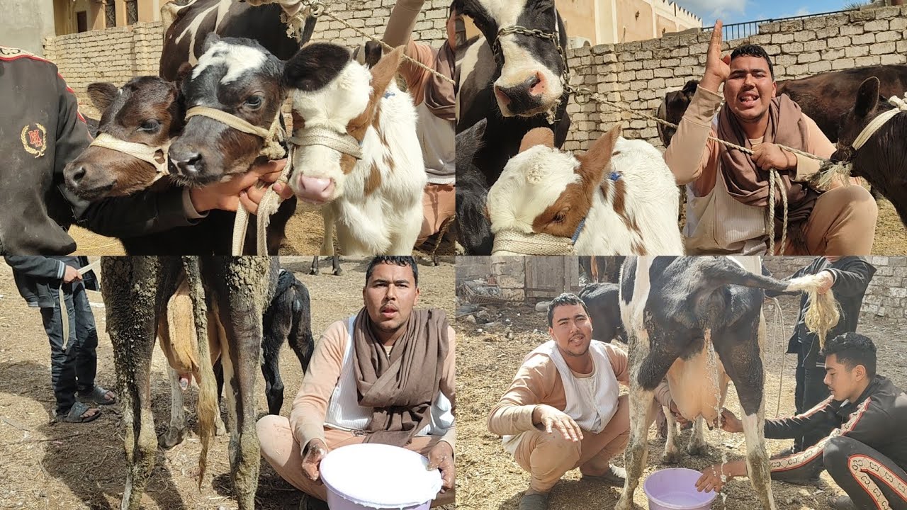 أنا انهارده نازل امسح الكل بأستيكه وعندي ال 4 بقرات والدين بسعر بقره مستورده ولو مش مصدق شوف بنفسك