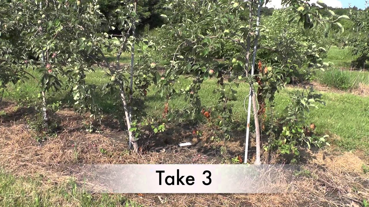Fire blight in EMLA 9 apple rootstock