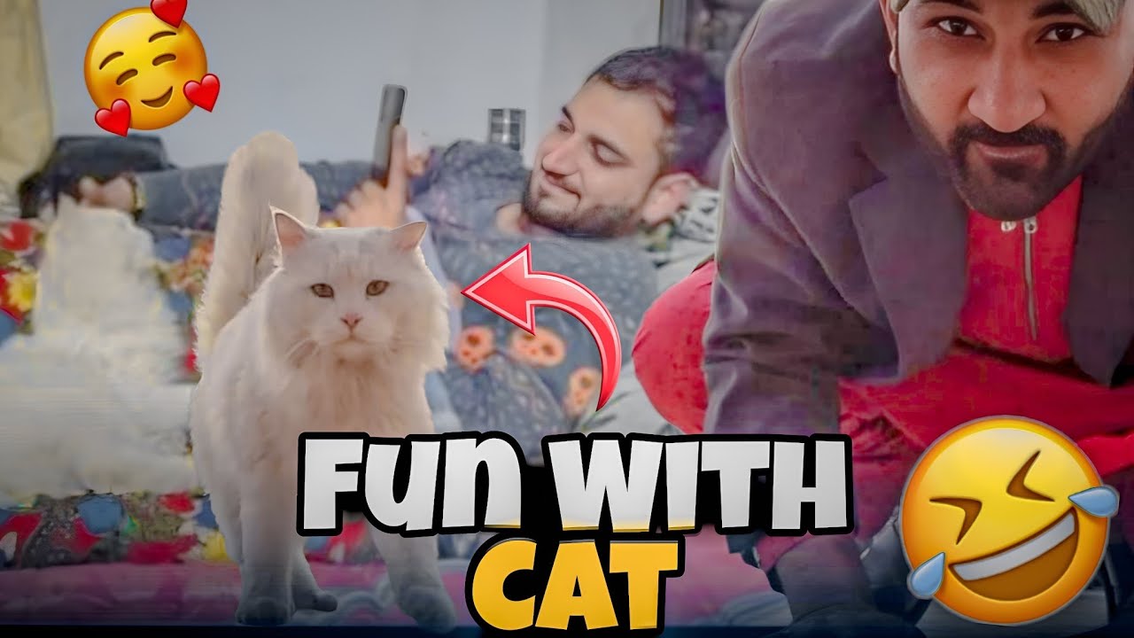 I with heart beautiful cat clever alright !! Joke of want to proud !! 😂😂😂😂