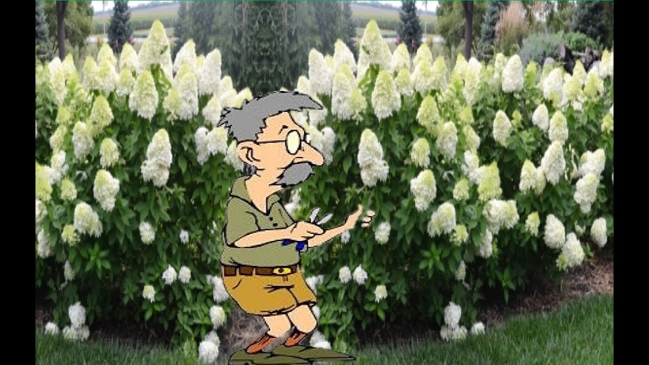 Prune Like a Pro:  Limelight Hydrangea