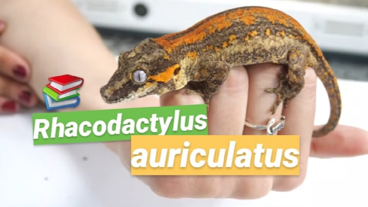 GECKO GARGOLA 🦎 Rhacodactylus auriculatus 📚 Historia, información...