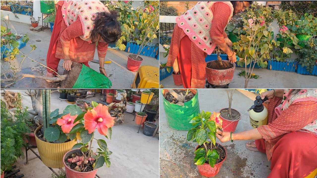 Hibiscus 1 महीने के अंदर करे जरूरी काम अधिक flowers के लिए 