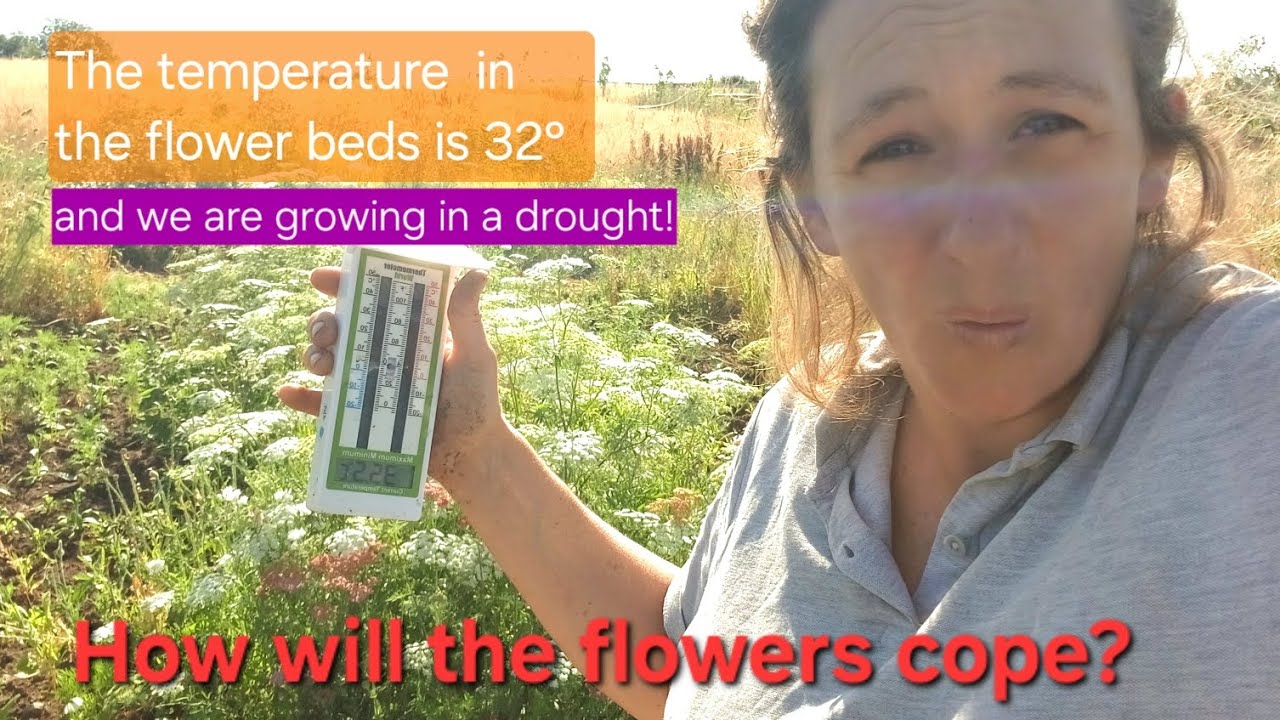 Growing flowers in extreme heat and drought
